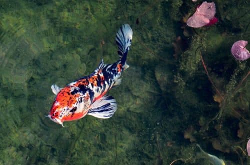 Carpe Koi: Dove sistemare questi bei pesci ornamentali